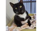 Adopt Matteo a Domestic Short Hair