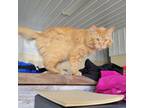 Adopt Petey Pablo a Domestic Long Hair