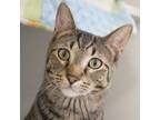 Adopt Don Gato a Domestic Short Hair