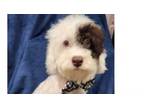 Adopt Sonny ***FOSTER HOME*** a Poodle