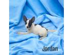 Adopt Jordan a Husky, Australian Shepherd