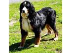 Bernese Mountain Dog Puppy for sale in Lewisburg, PA, USA