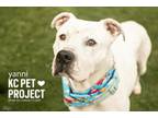 Adopt Yanni a Pit Bull Terrier, Mixed Breed