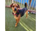 Adopt Oreo - Chino Hills Location a Beagle