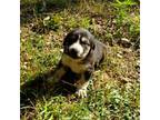 Mutt Puppy for sale in Yellville, AR, USA