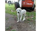 Mutt Puppy for sale in Yellville, AR, USA