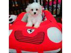 Maltese Puppy for sale in Loogootee, IN, USA