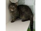 Adopt Jester (Barn Cat) a Domestic Short Hair