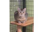 Adopt Noble a Domestic Short Hair