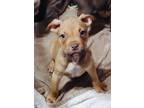 Adopt Bubbly a Pit Bull Terrier