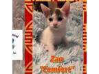 Adopt Zan a Domestic Short Hair