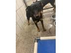 Adopt Han Solo a Miniature Pinscher, Mixed Breed