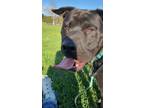 Adopt Jim Bob a Pit Bull Terrier