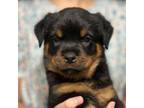 Rottweiler Puppy for sale in Liberty, MS, USA