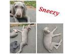 Sneezy [SG]