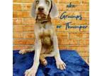Weimaraner Puppy for sale in Henry, VA, USA
