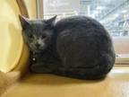 Adopt Greybar a Domestic Short Hair, Russian Blue