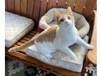 Adopt Spencer a American Shorthair