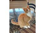 Adopt Sherman a American Shorthair