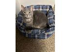 Adopt Mr. Bear a Tabby