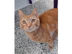 Adopt Hendrix a Domestic Short Hair, Tabby