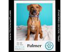 Adopt Palmer (The Police Pups) 030224 a Beagle, Shepherd