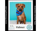 Adopt Palmer (The Police Pups) 030224 a Beagle, Shepherd