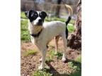 Adopt Snoopy a Terrier