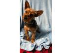 Adopt Thunder a Yorkshire Terrier
