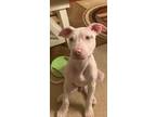 Adopt Murphy a American Staffordshire Terrier, Pit Bull Terrier