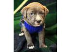 Adopt Bruno a Blue Lacy, Labrador Retriever