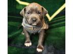 Adopt Mariano a Blue Lacy, Labrador Retriever