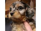 Cavapoo Puppy for sale in Whitewood, SD, USA