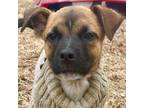 Adopt Ricky a Black Mouth Cur, Terrier