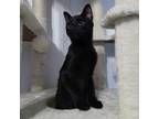 Adopt Salem a Domestic Short Hair