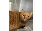 Adopt Sunny Side Up a Domestic Short Hair, Tabby