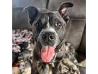 Adopt Dashing Cupid a Pit Bull Terrier