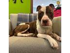 Adopt Odin Roy a Pit Bull Terrier