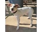 Adopt Chockey a Cattle Dog