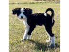 Mutt Puppy for sale in Des Moines, IA, USA