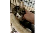 Adopt Leo K a Domestic Short Hair