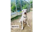 Adopt Bronco a Labrador Retriever