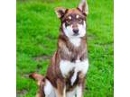 Adopt Fritz Thee Huskiee 24-03-018 a Husky