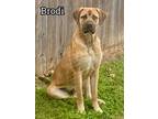 Adopt Brodi a Mastiff, Great Dane