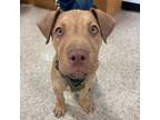 Adopt Topaz a Shar-Pei, Pit Bull Terrier