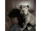 Chinese Shar-Pei Puppy for sale in Wichita, KS, USA