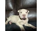Chinese Shar-Pei Puppy for sale in Wichita, KS, USA