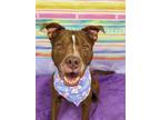 Adopt Romeo a Terrier