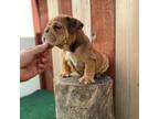 English Bulldog Pups