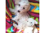 Maltipoo Puppy for sale in Camdenton, MO, USA